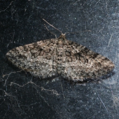 Aponotoreas dascia (Dascia Carpet) at Freshwater Creek, VIC - 16 Apr 2023 by WendyEM