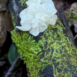Tremella fuciformis (Snow Fungus) at Tidbinbilla Nature Reserve by HelenCross