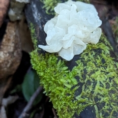 Tremella fuciformis at Tidbinbilla Nature Reserve - 21 May 2024 11:45 AM