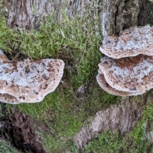 Unidentified Shelf-like to hoof-like & usually on wood at suppressed by HelenCross