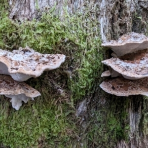 Postia punctata at Tidbinbilla Nature Reserve - 21 May 2024