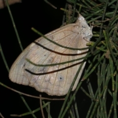 Heteronympha merope (Common Brown Butterfly) at WendyM's farm at Freshwater Ck. - 21 Apr 2023 by WendyEM