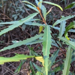 Lomatia myricoides at Tidbinbilla Nature Reserve - 21 May 2024