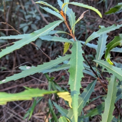 Lomatia myricoides (River Lomatia) at Paddys River, ACT - 21 May 2024 by HelenCross