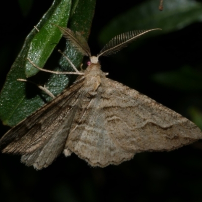 Syneora fractata (Ennominae) at Freshwater Creek, VIC - 21 Apr 2023 by WendyEM