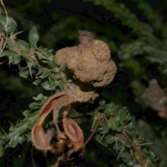 Uromycladium (genus) (A gall forming rust fungus) at WendyM's farm at Freshwater Ck. - 21 Apr 2023 by WendyEM