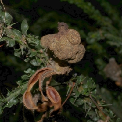 Unidentified Fungal galls at Freshwater Creek, VIC - 21 Apr 2023 by WendyEM