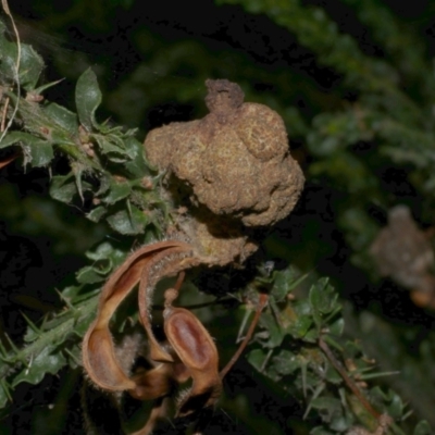 Uromycladium (genus) (A gall forming rust fungus) at WendyM's farm at Freshwater Ck. - 21 Apr 2023 by WendyEM