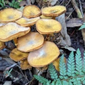 Armillaria luteobubalina (Australian Honey Fungus) at Tidbinbilla Nature Reserve by HelenCross