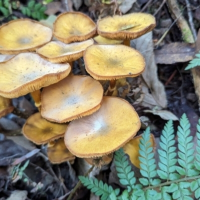 Armillaria luteobubalina (Australian Honey Fungus) at Tidbinbilla Nature Reserve - 21 May 2024 by HelenCross