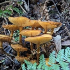 Armillaria luteobubalina at Tidbinbilla Nature Reserve - 21 May 2024