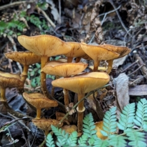 Armillaria luteobubalina at Tidbinbilla Nature Reserve - 21 May 2024