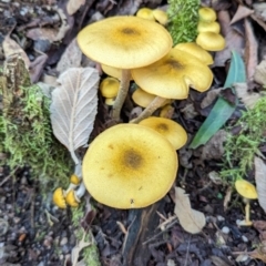 Armillaria luteobubalina at Tidbinbilla Nature Reserve - 21 May 2024 12:29 PM