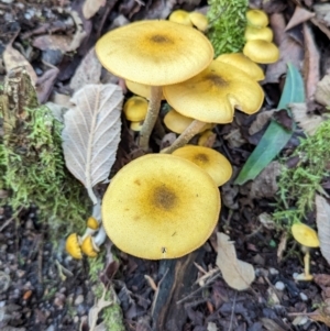 Armillaria luteobubalina at Tidbinbilla Nature Reserve - 21 May 2024