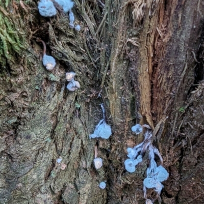 Unidentified Fungus at Tidbinbilla Nature Reserve - 21 May 2024 by HelenCross