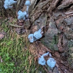 zz mould at Tidbinbilla Nature Reserve - 21 May 2024