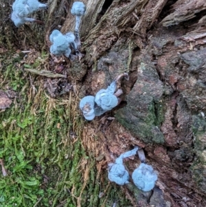 zz mould at Tidbinbilla Nature Reserve - 21 May 2024