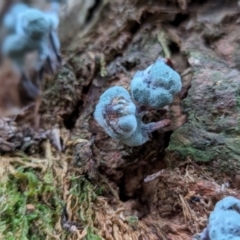 zz mould at Tidbinbilla Nature Reserve - 21 May 2024