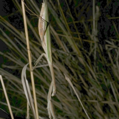 Tenodera australasiae (Purple-winged mantid) at Freshwater Creek, VIC - 21 Apr 2023 by WendyEM