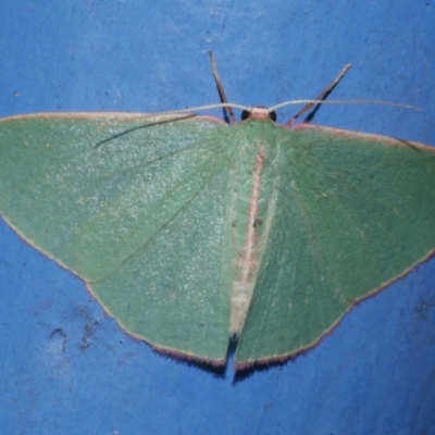 Chlorocoma assimilis (Golden-fringed Emerald Moth) at Freshwater Creek, VIC - 25 Apr 2023 by WendyEM