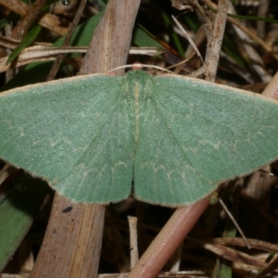 Chlorocoma vertumnaria (Red-fringed Emerald) at Freshwater Creek, VIC - 25 Apr 2023 by WendyEM