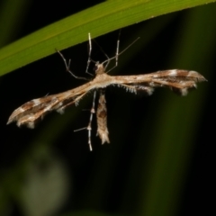 Sphenarches anisodactylus (Geranium Plume Moth) at Freshwater Creek, VIC - 25 Apr 2023 by WendyEM