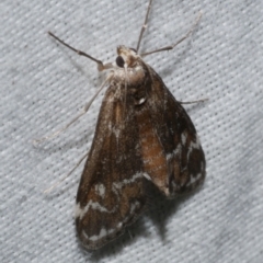 Hygraula nitens (Pond Moth) at Freshwater Creek, VIC - 25 Apr 2023 by WendyEM