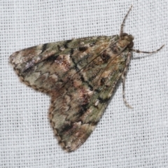 Salma marmorea (A Pyralid moth) at Freshwater Creek, VIC - 25 Apr 2023 by WendyEM