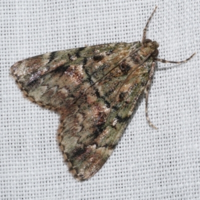 Salma marmorea (A Pyralid moth) at WendyM's farm at Freshwater Ck. - 25 Apr 2023 by WendyEM