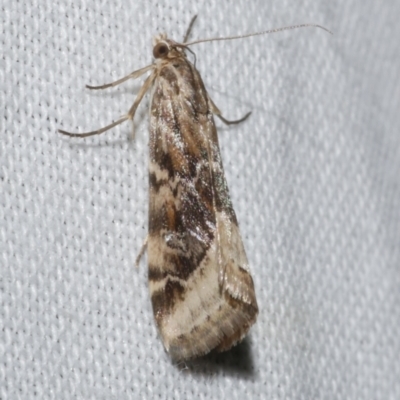 Hellula hydralis (Cabbage Centre Moth) at WendyM's farm at Freshwater Ck. - 25 Apr 2023 by WendyEM