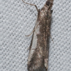 Assara subarcuella at WendyM's farm at Freshwater Ck. - 25 Apr 2023 10:51 PM
