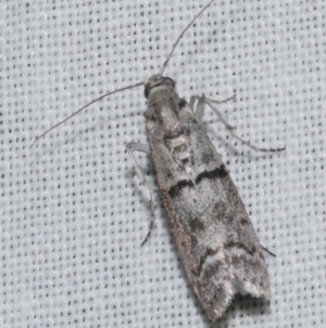 Cryptoblabes euraphella at WendyM's farm at Freshwater Ck. - 26 Apr 2023