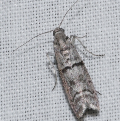 Cryptoblabes euraphella (Cryptoblabes euraphella) at WendyM's farm at Freshwater Ck. - 26 Apr 2023 by WendyEM