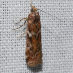 Ephestiopsis oenobarella (a Phycitine moth) at Freshwater Creek, VIC - 25 Apr 2023 by WendyEM