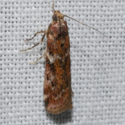 Ephestiopsis oenobarella (a Phycitine moth) at WendyM's farm at Freshwater Ck. - 25 Apr 2023 by WendyEM