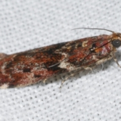Ephestiopsis oenobarella (a Phycitine moth) at Freshwater Creek, VIC - 25 Apr 2023 by WendyEM