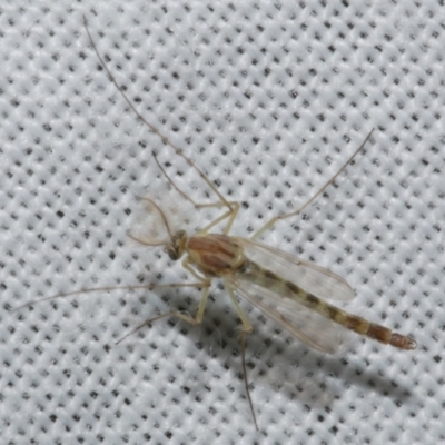 Chironomidae (family) at WendyM's farm at Freshwater Ck. - 25 Apr 2023 by WendyEM