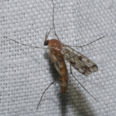 Pyrtaula sp. (genus) (a fungus gnat) at WendyM's farm at Freshwater Ck. - 25 Apr 2023 by WendyEM