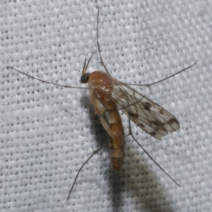 Pyrtaula sp. (genus) at WendyM's farm at Freshwater Ck. - 25 Apr 2023 10:54 PM