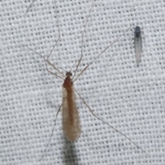 Tipulidae or Limoniidae (family) (Unidentified Crane Fly) at WendyM's farm at Freshwater Ck. - 25 Apr 2023 by WendyEM