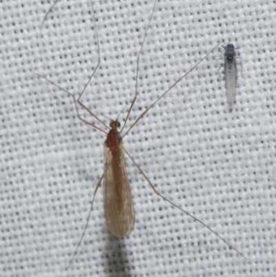 Unidentified Crane fly, midge, mosquito or gnat (several families) at Freshwater Creek, VIC - 25 Apr 2023 by WendyEM