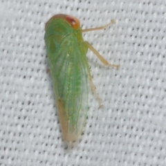 Unidentified Leafhopper or planthopper (Hemiptera, several families) at Freshwater Creek, VIC - 25 Apr 2023 by WendyEM