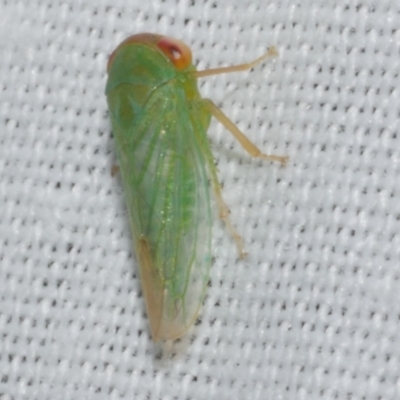 Rosopaella leurensis (A leafhopper) at WendyM's farm at Freshwater Ck. - 25 Apr 2023 by WendyEM