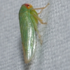 Rosopaella leurensis at WendyM's farm at Freshwater Ck. - 25 Apr 2023 08:59 PM