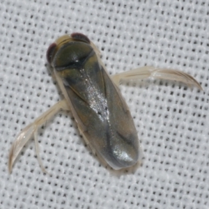 Agraptocorixa (Genus) at WendyM's farm at Freshwater Ck. - 25 Apr 2023 08:44 PM
