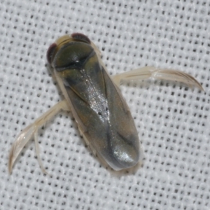 Unidentified Water or Shore Bug (several families) at suppressed by WendyEM