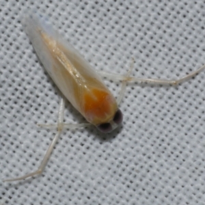 Anisops (Genus) at WendyM's farm at Freshwater Ck. - 25 Apr 2023 08:51 PM