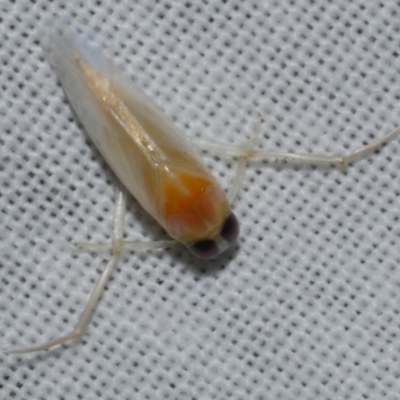 Unidentified Water or Shore Bug (several families) at Freshwater Creek, VIC - 25 Apr 2023 by WendyEM