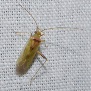 Creontiades dilutus at WendyM's farm at Freshwater Ck. - 25 Apr 2023 10:54 PM