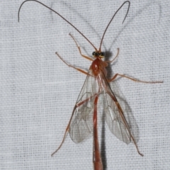 Unidentified Parasitic wasp (numerous families) at Freshwater Creek, VIC - 25 Apr 2023 by WendyEM